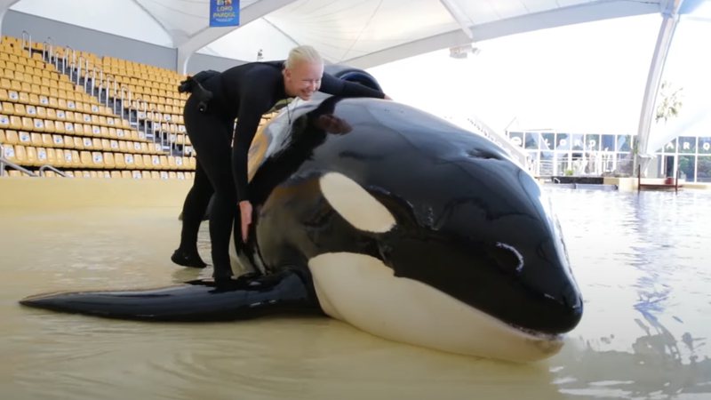 Registro da orca Keto - Reprodução/Vídeo/Youtube/Loro Parque