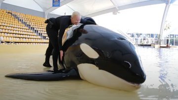 Registro da orca Keto - Reprodução/Vídeo/Youtube/Loro Parque