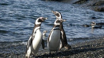 Imagem ilustrativa de pinguins - Wikimedia Commons