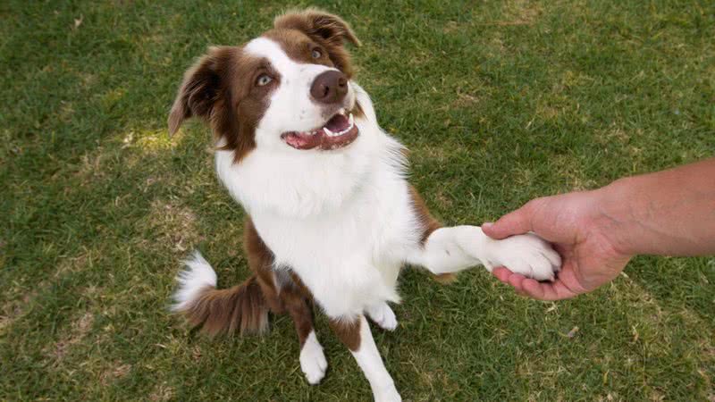 Imagem ilustrativa de cachorro - Getty Images