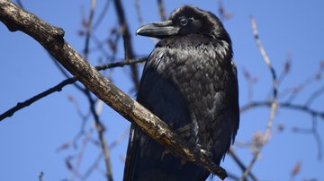 Um corvo - Getty Images