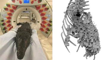 Registros do crocodilo analisado - University of Manchester