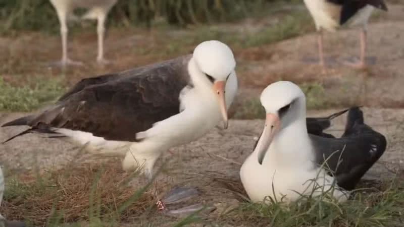 Wisdom e seu novo parceiro - Divulgação/@USFWSPacific/Reprodução/Twitter