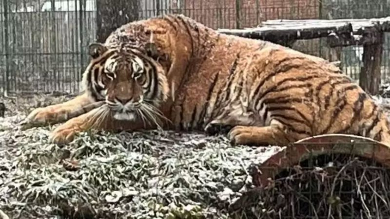 Tigre do Zoológico Pitești - Divulgação/Zoológico Pitești