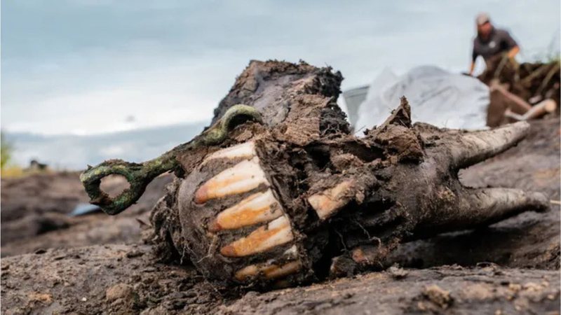 Restos mortais de cavalo encontrados na Sibéria - Divulgação/Trevor Wallace