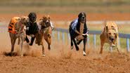 Galgos ingleses em corrida - Getty Images