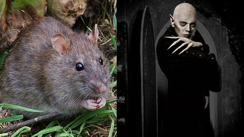 Protesto ocorre em resposta ao filme Nosferatu - Wikimedia Commons; Divulgação