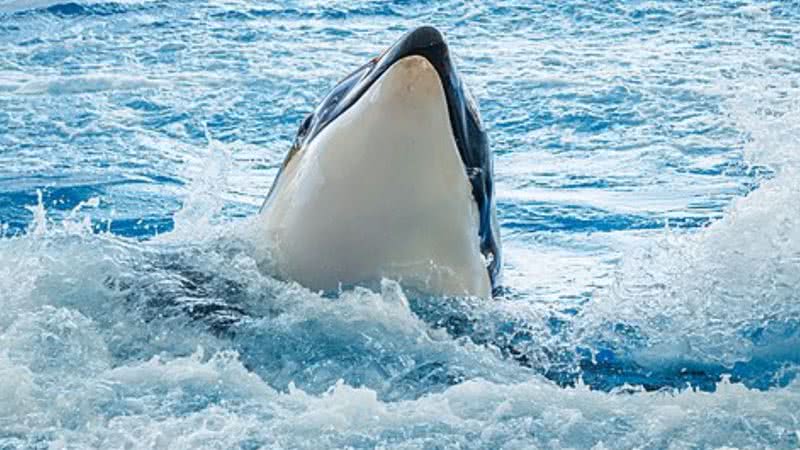 Orca emergindo da água - Wikimedia Commons