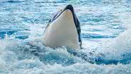 Orca emergindo da água - Wikimedia Commons