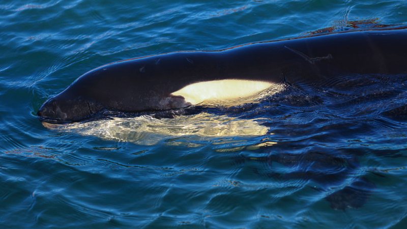 Registro de uma orca - Getty Images