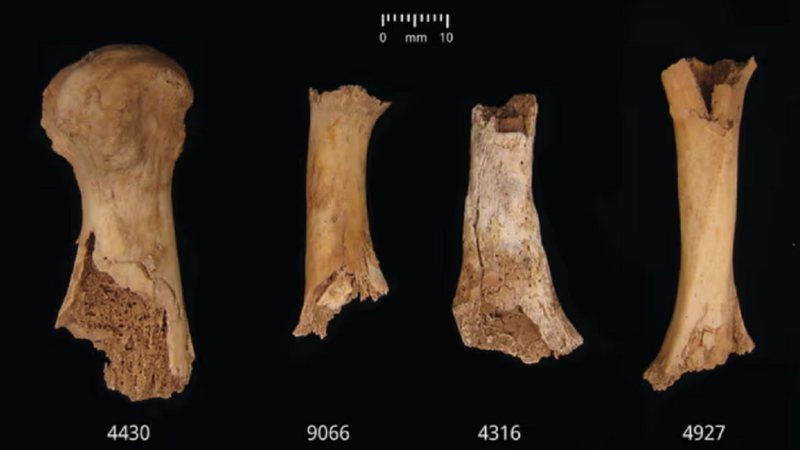 Alguns dos ossos analisados - Antiquity