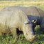 Fotografia de rinocerontes na África do Sul