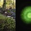 Cogumelo Mycena crocata em floresta na Suíça e bioluminescência de cultura da espécie