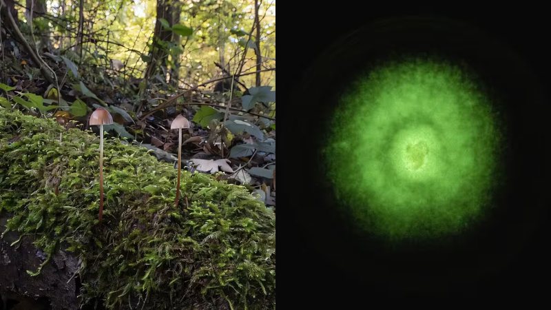 Cogumelo Mycena crocata em floresta na Suíça e bioluminescência de cultura da espécie - Divulgação/Baggenstos/Rudolf