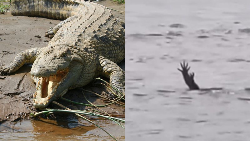 Imagem de um crocodilo (à esqu.) e registro de vídeo viral (à dir.) - Pixabay e reprodução/vídeo