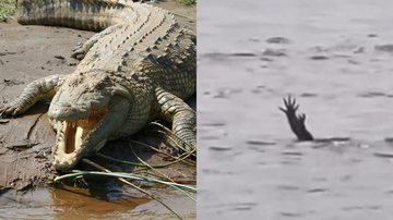 Imagem de um crocodilo (à esqu.) e registro de vídeo viral (à dir.) - Pixabay e reprodução/vídeo