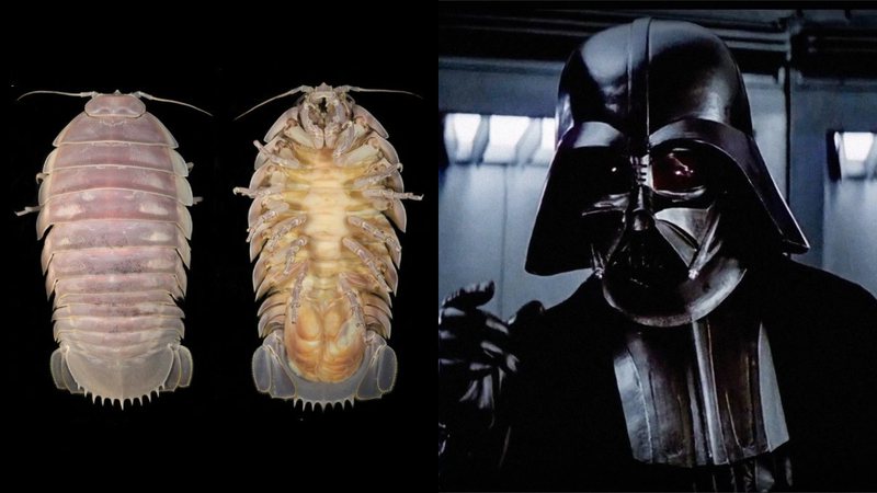 Imagens do Bathynomus vaderi e do vilão Darth Vader, de 'Star Wars' - Divulgação/Nguyen Thanh Son / Reprodução/20th Century Fox