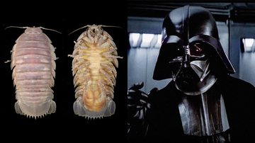 Imagens do Bathynomus vaderi e do vilão Darth Vader, de 'Star Wars' - Divulgação/Nguyen Thanh Son / Reprodução/20th Century Fox