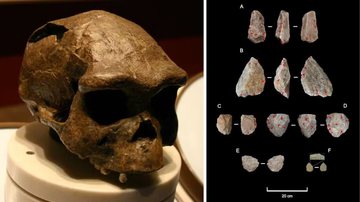 Crânio de Homo erectus e ferramentas analisadas pela equipe - Divulgação/Ryan Somma/World History Encyclopedia/Júlio Mercader