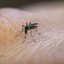 Mosquito Aedes aegypti