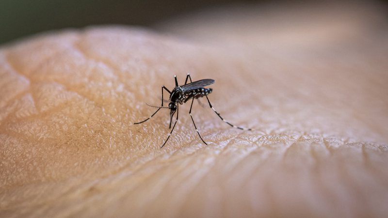 Mosquito Aedes aegypti - Getty Images