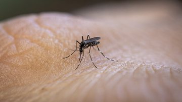 Mosquito Aedes aegypti - Getty Images