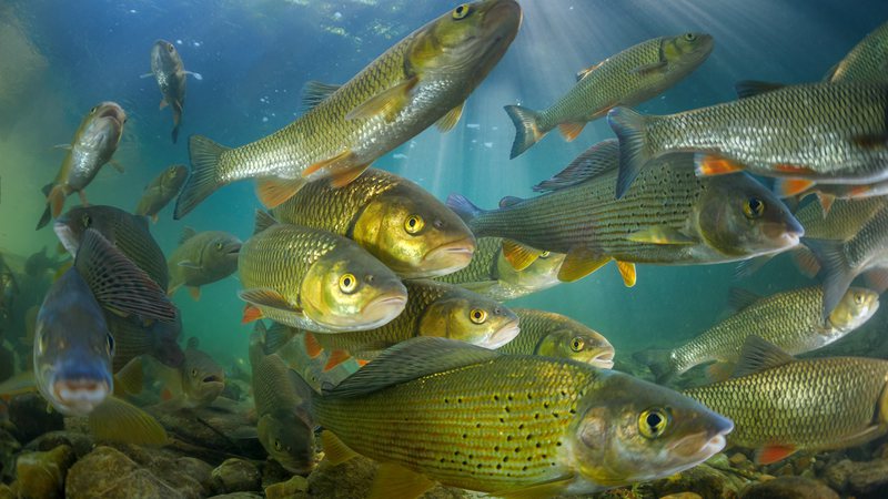 Imagem de peixes de água doce - Getty Images