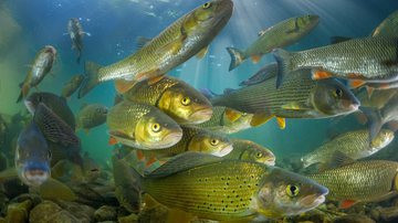 Imagem de peixes de água doce - Getty Images