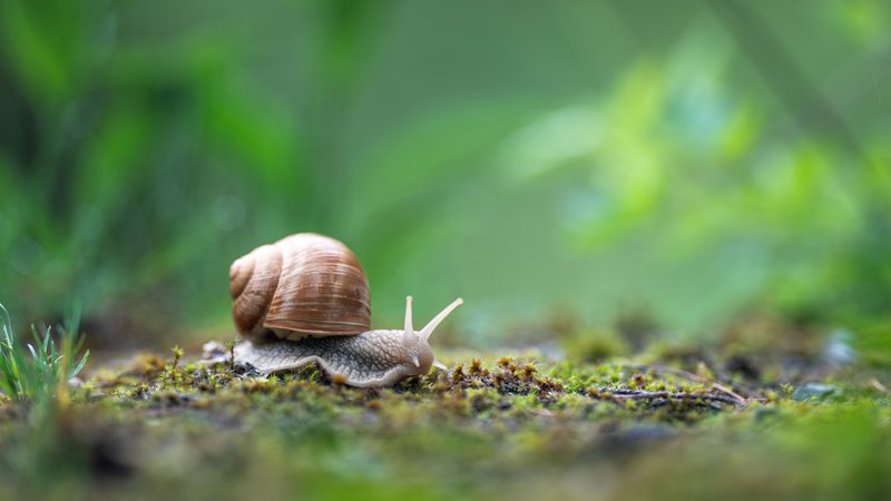 Imagem ilustrativa de um caracol - Getty Images