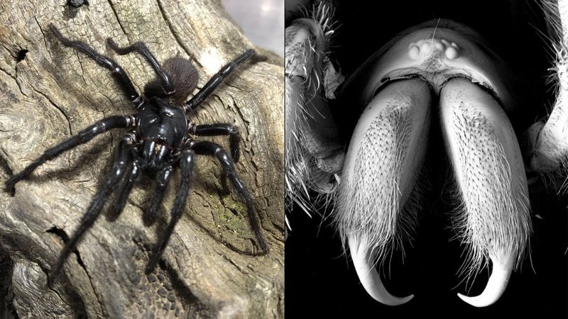 A aranha Big Boy (Atrax christenseni) - Kane Christensen e Australian Museum