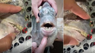 Peixe com 'dentes humanos' encontrado no Espírito Santo - Reprodução/Redes Sociais