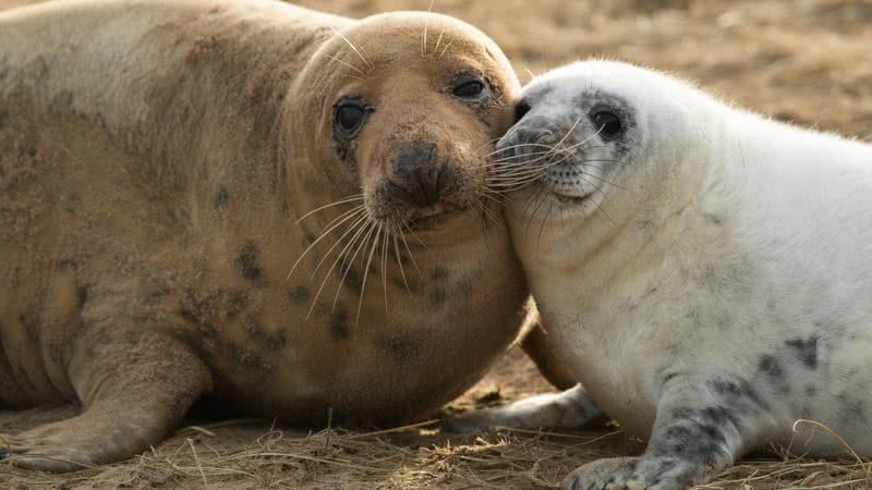 Imagem meramente ilustrativa de focas - Getty Images