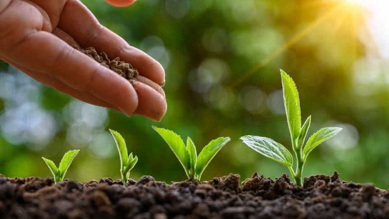 Agricultura aumentou a cooperação e a violência entre os humanos - Getty Images