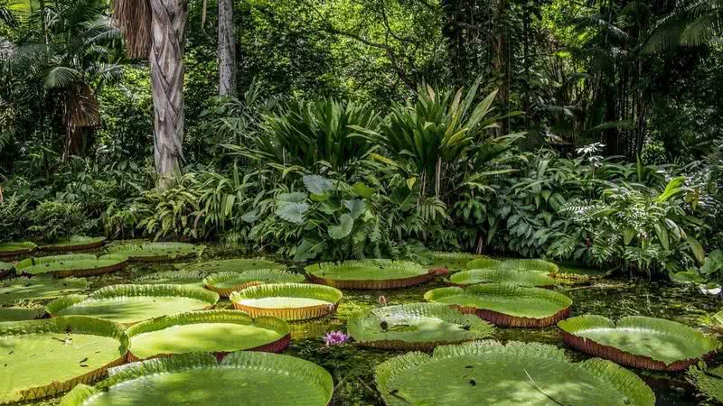 Imagem da floresta Amazônica - Imagem de TNeto por Pixabay