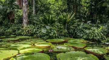 Imagem da floresta Amazônica - Imagem de TNeto por Pixabay