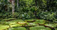 Imagem da floresta Amazônica - Imagem de TNeto por Pixabay