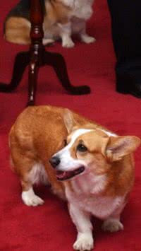 Corgis de Elizabeth II ganham nova casa