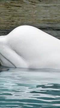 ‘Beluga espiã' russa é vista na Suécia