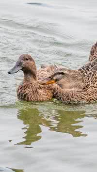 Por que os patinhos nadam atrás da mãe?