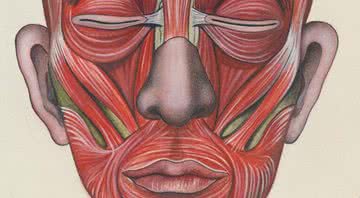 Anatomia muscular da face - Getty Images