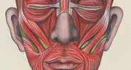 Anatomia muscular da face - Getty Images