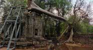 Queda de árvore em Angkor Wat - Divulgação