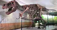 A tiranossauro rex Sue exposta no Field Museum - Wikimedia Commons