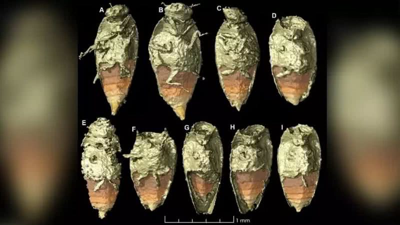 Fotografias registram besouro localizado em fezes fossilizadas - Divulgação / Martin Qvarnström