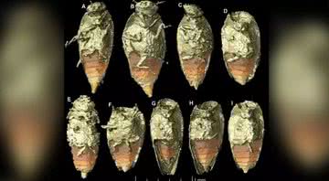 Fotografias registram besouro localizado em fezes fossilizadas - Divulgação / Martin Qvarnström