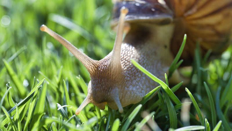 Fotografia meramente ilustrativa de caracol - Divulgação/ Freepik/ wirestock