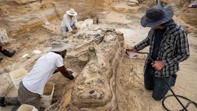 Cemitério de 5 milhões de anos onde 'parentes' de elefante foram encontrados - Divulgação / Museu da Flórida por Kristen Grace