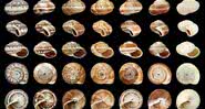 Imagem ilustrativa de conchas de moluscos - Wikimedia Commons