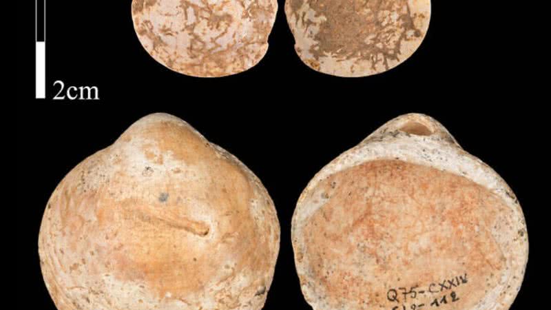 Conchas encontradas na Caverna Qafzeh, em Israel - Divulgação/ Universidade de Tel Aviv/ Bar-Yosef Mayer et. al