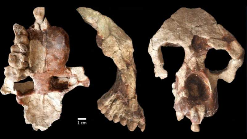 Crânio de primata de 8,7 milhões de anos encontrado na Turquia - Divulgação/Universidade de Toronto